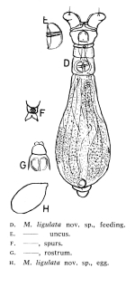 Macrotrachela ligulata - Original description image