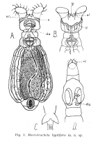 Macrotrachela ligulifera - Original description image