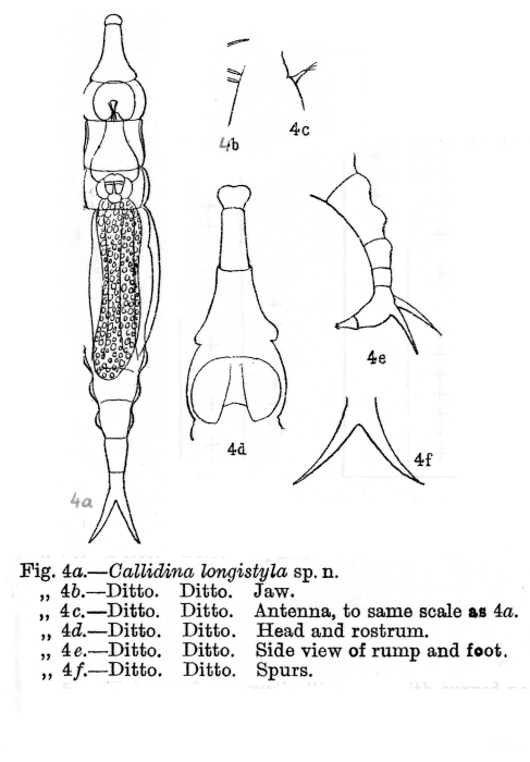 Macrotrachela longistyla Macrotrachela longistyla