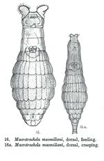 Macrotrachela macmillani - Original description image