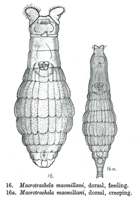 Macrotrachela macmillani - Original description image