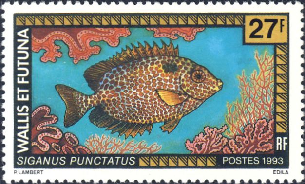 Siganus punctatus