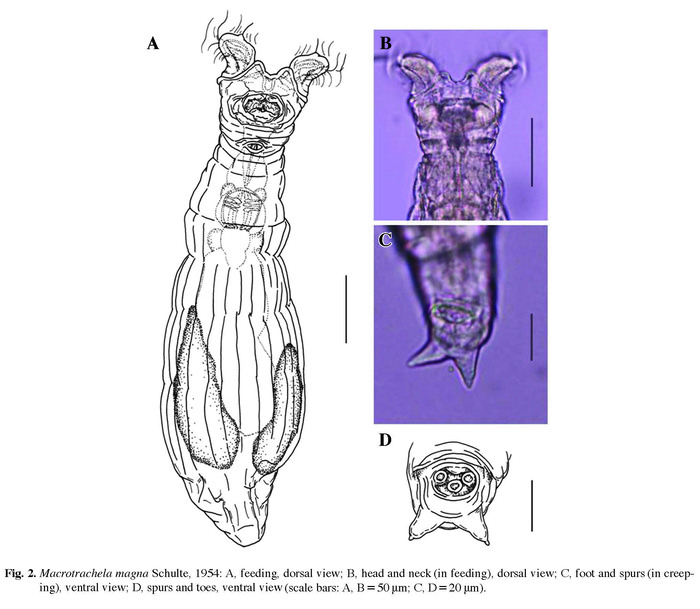 Macrotrachela magna Macrotrachela magna