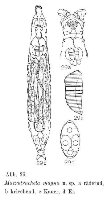 Macrotrachela magna - Original description image