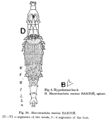 Macrotrachela mariae