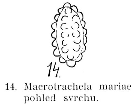 Macrotrachela mariae Macrotrachela mariae