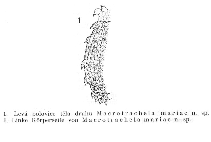 Macrotrachela mariae - Original description image