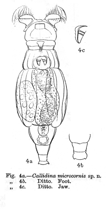 Macrotrachela microcornis - Original description image