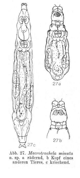 Macrotrachela minuta - Original description image