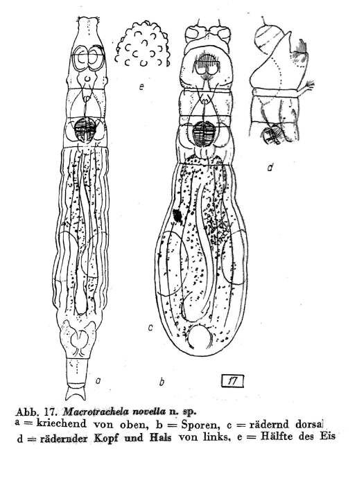 Macrotrachela minuta novella - Original description image