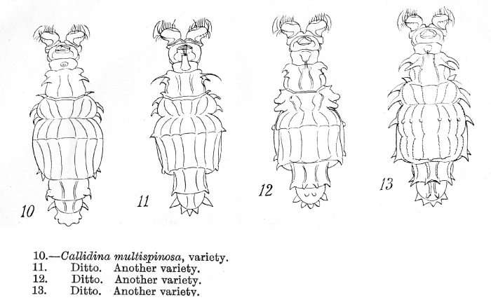 Macrotrachela multispinosa Macrotrachela multispinosa