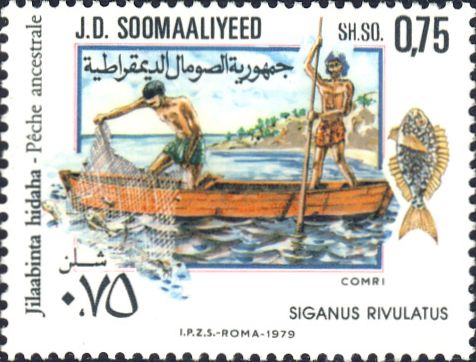 Siganus rivulatus Siganus rivulatus