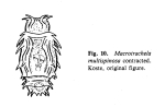 Macrotrachela multispinosa