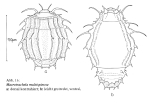 Macrotrachela multispinosa