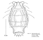Macrotrachela multispinosa