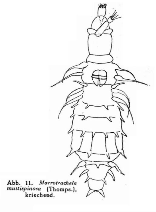 Macrotrachela multispinosa Macrotrachela multispinosa
