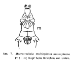 Macrotrachela multispinosa