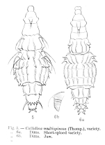 Macrotrachela multispinosa