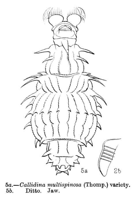 Macrotrachela multispinosa Macrotrachela multispinosa