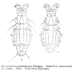 Macrotrachela multispinosa