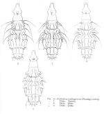 Macrotrachela multispinosa