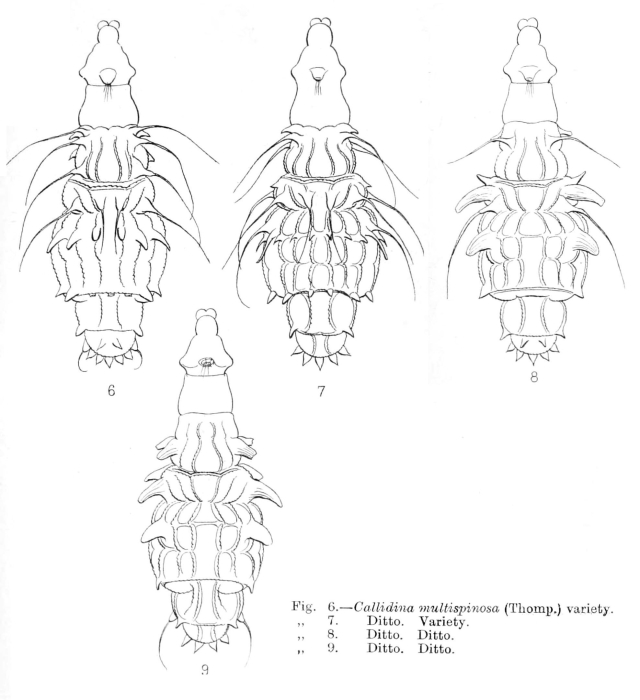 Macrotrachela multispinosa Macrotrachela multispinosa