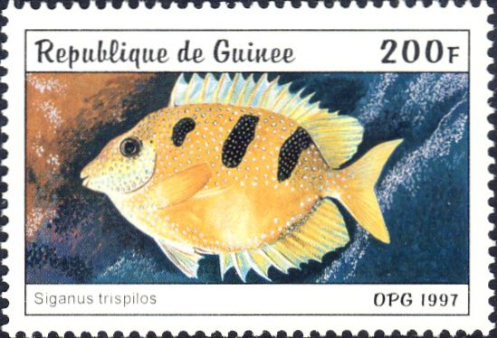 Siganus trispilos Siganus trispilos