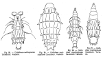Macrotrachela multispinosa
