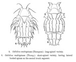 Macrotrachela multispinosa