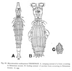 Macrotrachela multispinosa