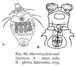 Macrotrachela multispinosa