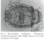 Macrotrachela multispinosa