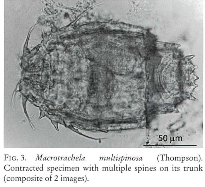 Macrotrachela multispinosa Macrotrachela multispinosa