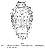 Macrotrachela multispinosa