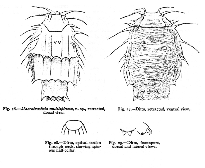 Macrotrachela multispinosa - Original description image