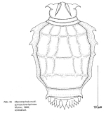 Macrotrachela multispinosa brevispinosa