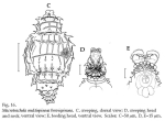 Macrotrachela multispinosa brevispinosa