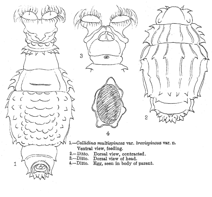 Macrotrachela multispinosa brevispinosa - Original description image