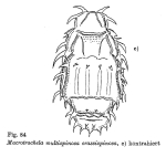 Macrotrachela multispinosa crassispinosa