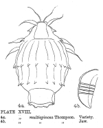 Macrotrachela multispinosa crassispinosa