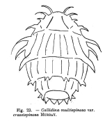 Macrotrachela multispinosa crassispinosa