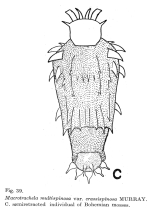 Macrotrachela multispinosa crassispinosa