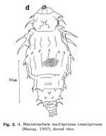 Macrotrachela multispinosa crassispinosa