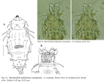 Macrotrachela multispinosa crassispinosa