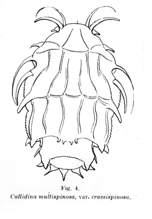 Macrotrachela multispinosa crassispinosa - Original description image