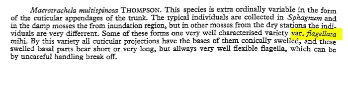 Macrotrachela multispinosa var. flagellata - Original description image