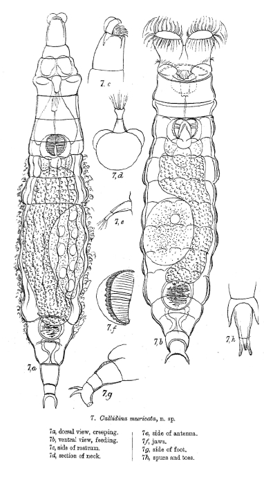 Macrotrachela muricata - Original description image