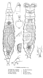 Macrotrachela muricata