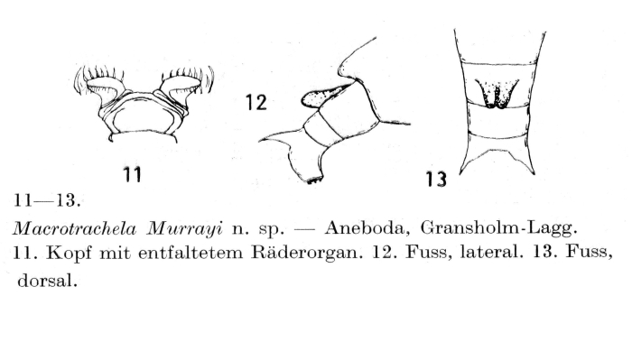 Macrotrachela murrayi - Original description image