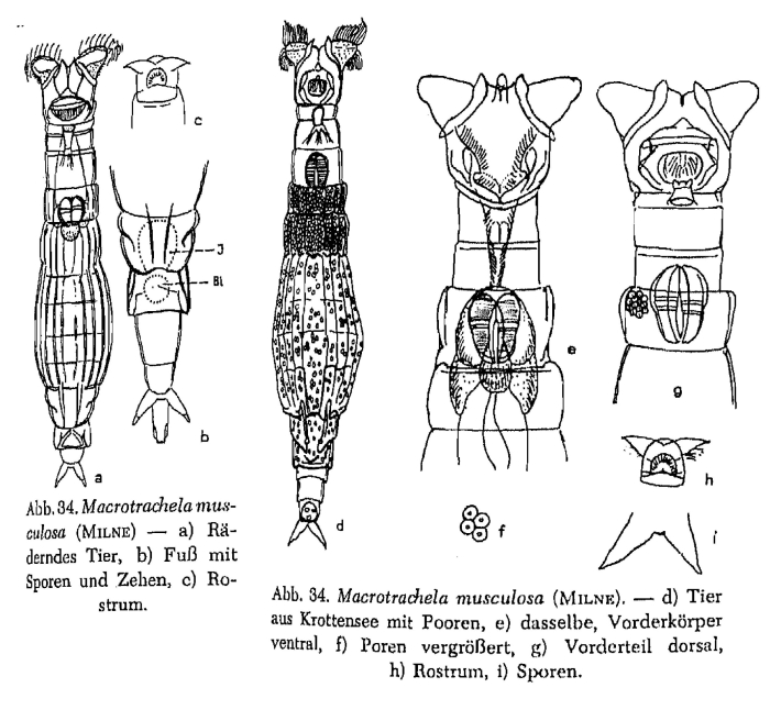 Macrotrachela musculosa Macrotrachela musculosa
